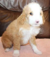 Stella, a female Irish Doodle for sale in Clay Springs, AZ – Photo 4 of 5