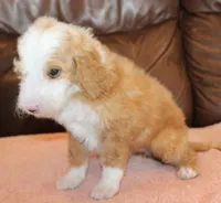 Stella, a female Irish Doodle for sale in Clay Springs, AZ – Photo 3 of 5