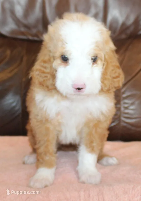 Stella – Irish Doodle puppy for sale in Clay Springs, AZ