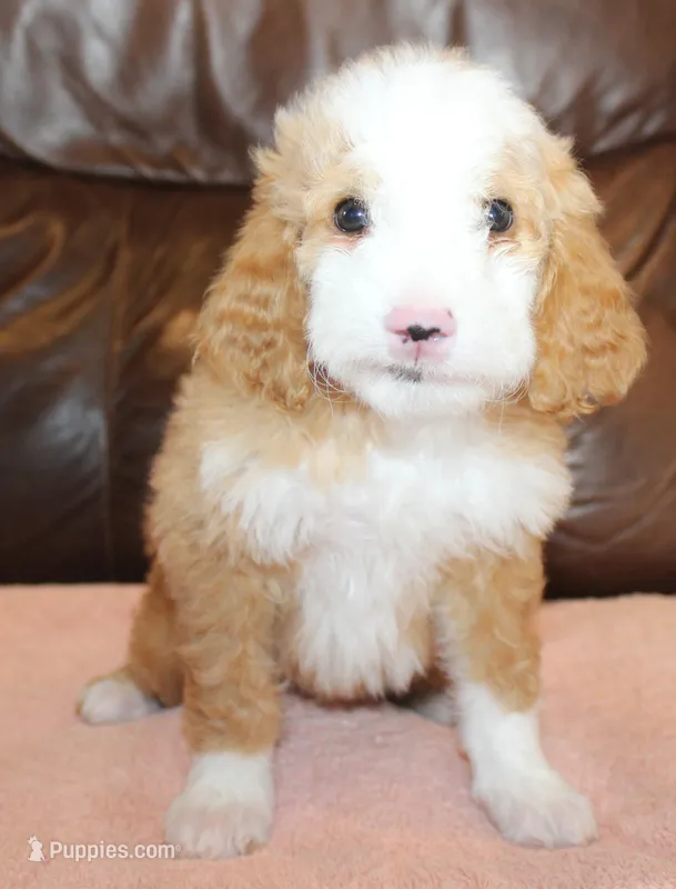 Stella – Irish Doodle puppy for sale in Clay Springs, AZ