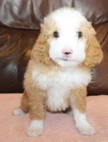 Stella, a female Irish Doodle for sale in Clay Springs, AZ – Photo 2 of 5