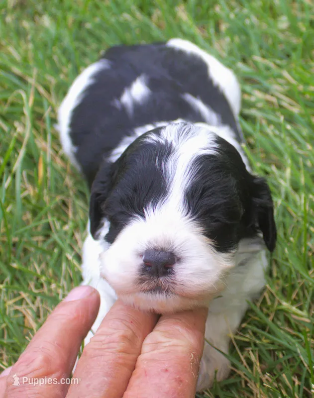 Rusty – Cavapoo puppy for sale in Clay Springs, AZ