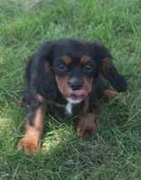 AKC Rocky, a male Cavalier King Charles Spaniel for sale in Clay Springs, AZ – 2 of 6