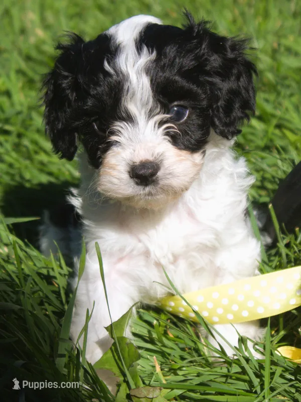 Fetch – Cavapoo puppy for sale in Clay Springs, AZ