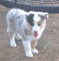 Rover, a male Border Collie for sale in Clay Springs, AZ – 9 of 10