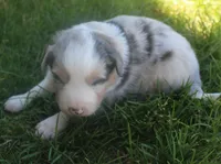 Rex, a male Border Collie for sale in Clay Springs, AZ – 2 of 6