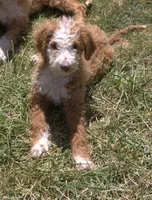 Rudy, a male Irish Doodle for sale in Clay Springs, AZ – 2 of 4