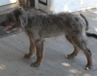 Missy, a female Bordoodle for sale in Clay Springs, AZ – 4 of 6