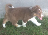 Lexxy, a female Border Collie for sale in Clay Springs, AZ – 3 of 10