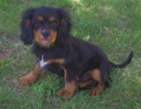 AKC Rocky, a male Cavalier King Charles Spaniel for sale in Clay Springs, AZ – 6 of 6
