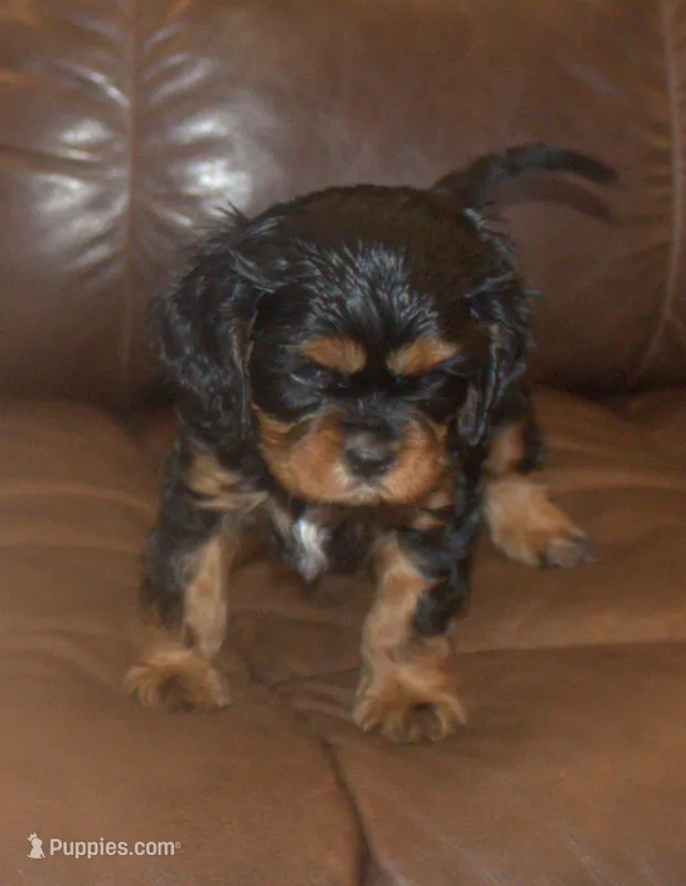 AKC Rocky – Cavalier King Charles Spaniel puppy for sale in Clay Springs, AZ