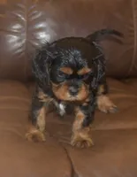 AKC Rocky, a male Cavalier King Charles Spaniel for sale in Clay Springs, AZ – 1 of 3
