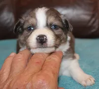 Conar, a male Border Collie for sale in Clay Springs, AZ – Photo 2 of 6