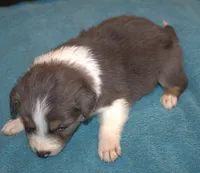 Conar, a male Border Collie for sale in Clay Springs, AZ – Photo 5 of 6