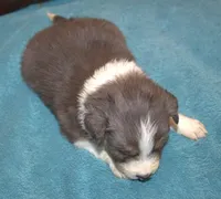 Conar, a male Border Collie for sale in Clay Springs, AZ – Photo 4 of 6