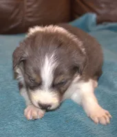 Conar, a male Border Collie for sale in Clay Springs, AZ – Photo 6 of 6