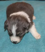 Conar, a male Border Collie for sale in Clay Springs, AZ – Photo 3 of 6