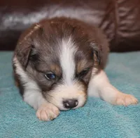 Conar, a male Border Collie for sale in Clay Springs, AZ – Photo 1 of 6
