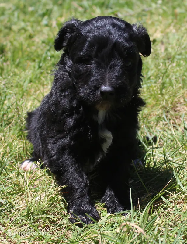 Tess – Bordoodle puppy for sale in Clay Springs, AZ