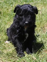 Tess, a female Bordoodle for sale in Clay Springs, AZ – 1 of 5