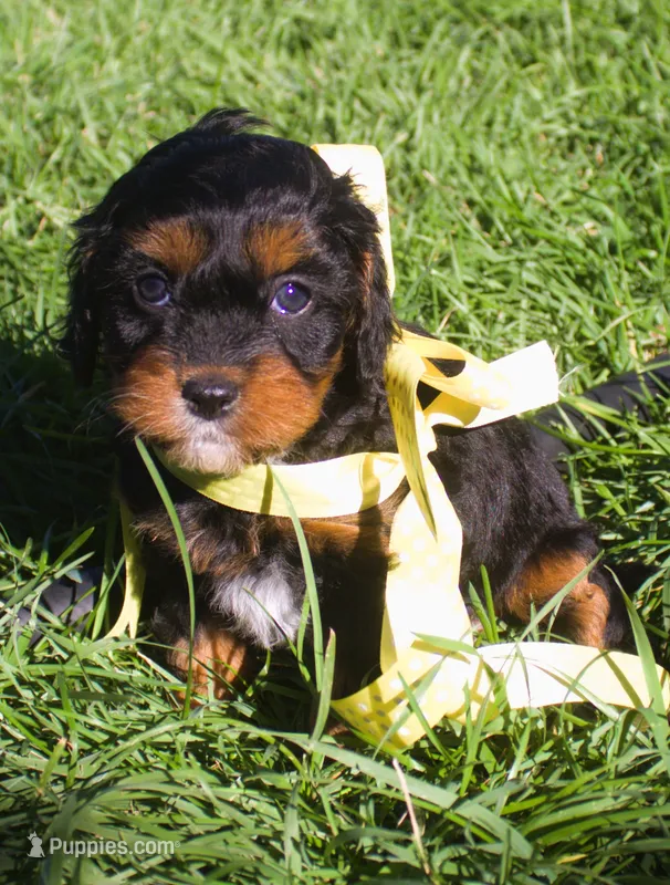 Roxy – Cavapoo puppy for sale in Clay Springs, AZ