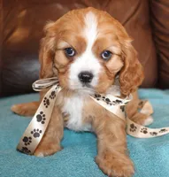Duke AKC, a male Cavalier King Charles Spaniel for sale in Clay Springs, AZ – Photo 1 of 6