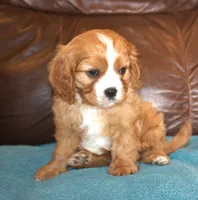 Duke AKC, a male Cavalier King Charles Spaniel for sale in Clay Springs, AZ – Photo 3 of 6