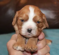 processed/6de5cf87-8cdc-4b3d-8d23-66dccc3dc84f/listing/d9f52ebf-fd2a-4c13-a5ad-5dd80bb3f637/3c739059-9ac9-4a17-8aee-e2700f5f6817