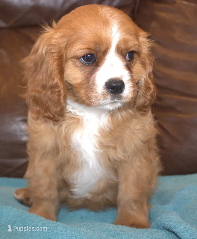 Duke AKC – Cavalier King Charles Spaniel puppy on hold in Clay Springs, AZ