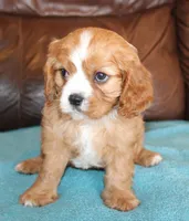 Duke AKC, a male Cavalier King Charles Spaniel for sale in Clay Springs, AZ – Photo 4 of 6