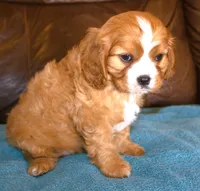 Duke AKC, a male Cavalier King Charles Spaniel for sale in Clay Springs, AZ – Photo 5 of 6