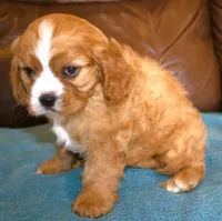 Duke AKC, a male Cavalier King Charles Spaniel for sale in Clay Springs, AZ – Photo 6 of 6
