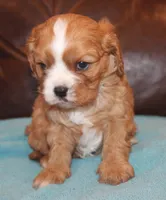 processed/6de5cf87-8cdc-4b3d-8d23-66dccc3dc84f/listing/d9f52ebf-fd2a-4c13-a5ad-5dd80bb3f637/c10c535b-6c0c-4af4-beb2-78ee103275c1