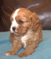 processed/6de5cf87-8cdc-4b3d-8d23-66dccc3dc84f/listing/d9f52ebf-fd2a-4c13-a5ad-5dd80bb3f637/f23c6297-8ff8-4730-bc53-b5b567b82171