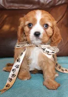Duke AKC, a male Cavalier King Charles Spaniel for sale in Clay Springs, AZ – Photo 2 of 6
