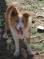 Border Collie, a female Border Collie for sale in Clay Springs, AZ – Photo 3 of 4