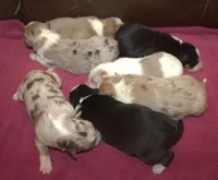 Border Collie, a female Border Collie for sale in Clay Springs, AZ – Photo 1 of 4