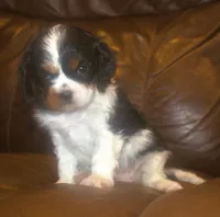 AKC Prissy, a female Cavalier King Charles Spaniel for sale in Clay Springs, AZ – 3 of 5