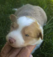 Libby, a female Border Collie for sale in Clay Springs, AZ – 4 of 5