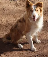 Rex, a male Border Collie for sale in Clay Springs, AZ – 6 of 6