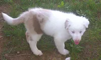 Max, a male Border Collie for sale in Clay Springs, AZ – 6 of 9