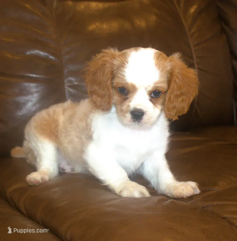 AKC Ruger – Cavalier King Charles Spaniel puppy for sale in Clay Springs, AZ