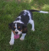 AKC Prissy, a female Cavalier King Charles Spaniel for sale in Clay Springs, AZ – 3 of 8
