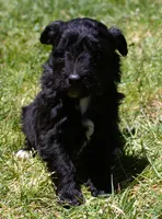 Tess, a female Bordoodle for sale in Clay Springs, AZ – 2 of 5