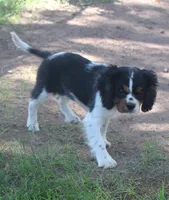 AKC Prissy, a female Cavalier King Charles Spaniel for sale in Clay Springs, AZ – 4 of 8