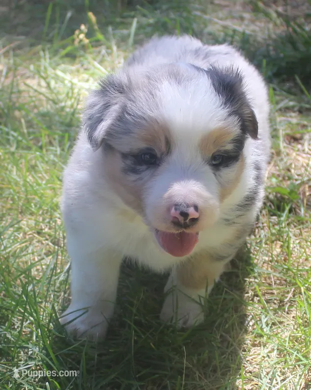 Rex – Border Collie puppy for sale in Clay Springs, AZ