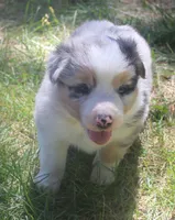 Rex, a male Border Collie for sale in Clay Springs, AZ – 1 of 8