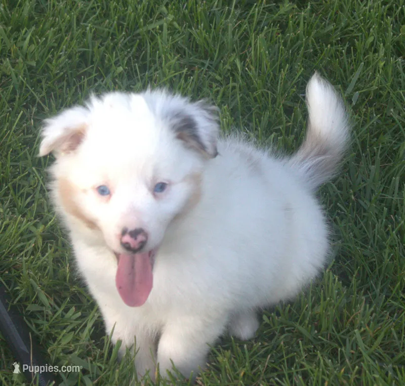 Jake – Border Collie puppy for sale in Clay Springs, AZ