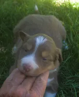 Lexxy, a female Border Collie for sale in Clay Springs, AZ – 4 of 6
