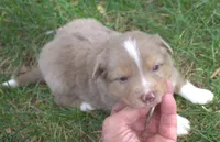 Rover, a male Border Collie for sale in Clay Springs, AZ – 2 of 6